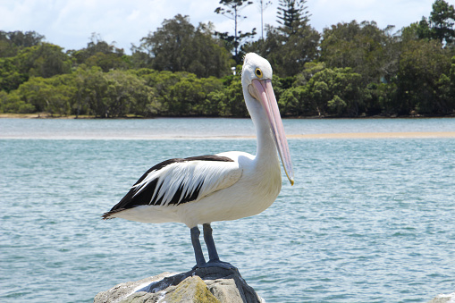 One cool pelican just hanging out