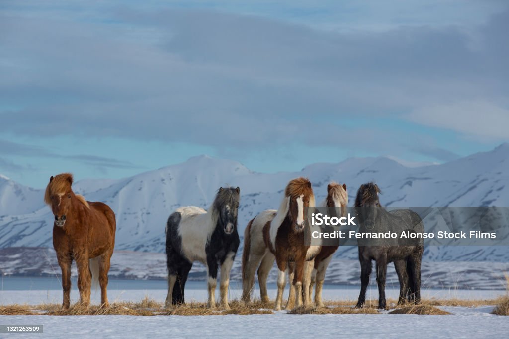 groep IJslandse paarden in de sneeuw - Royalty-free IJsland Stockfoto