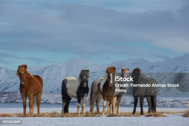 Groep Ijslandse Paarden In De Sneeuw Stockfoto en meer beelden van IJsland - IJsland, IJslander, Dier