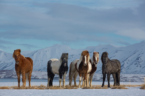group of icelandic horses in the snow with mountains in the back