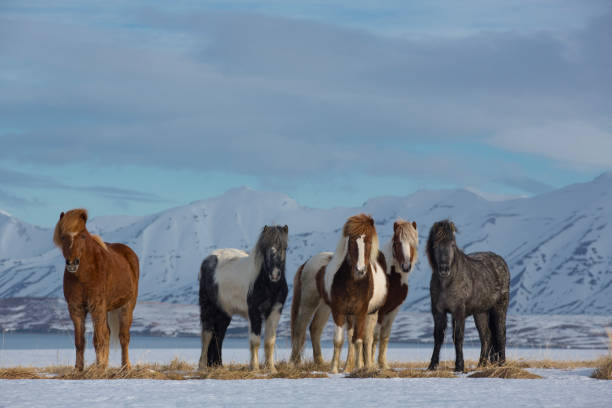 grupo de cavalos islandeses na neve - horse iceland winter snow - fotografias e filmes do acervo