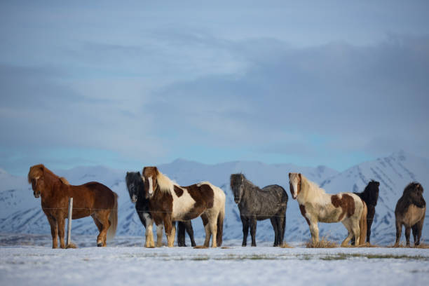 grupo de caballos islandeses en la nieve - horse iceland winter snow fotografías e imágenes de stock