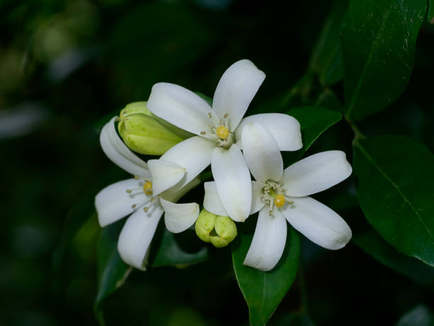 istock White flower of Orange Jessamine 1321266079