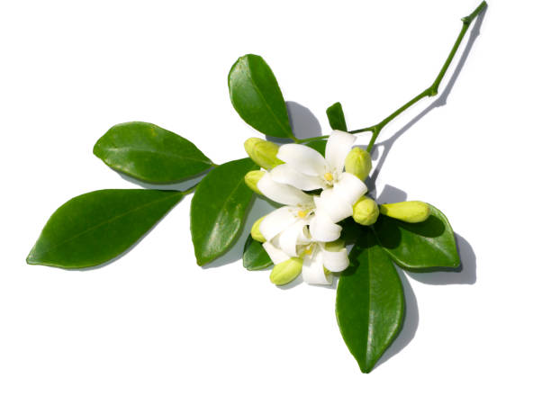 istock White flower of Orange Jessamine 1321266109