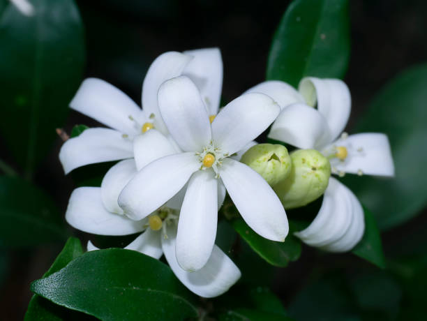 istock White flower of Orange Jessamine 1321266144