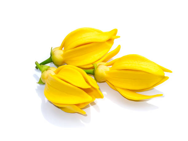 Close up fragrant flowers of climbing ylang-ylang stock photo