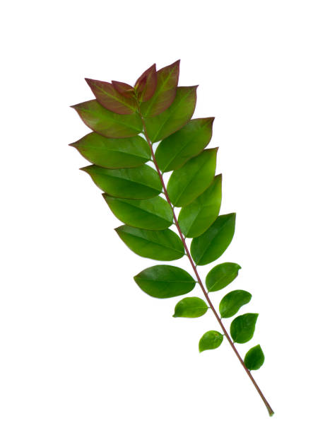 istock Close up Star Gooseberry leaves 1321266195