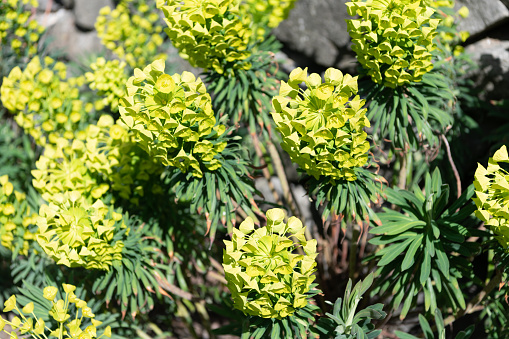 Blooming spurge. Flowering spurge plant. Green flowers on subshrub. Euphorbia characias natural background.