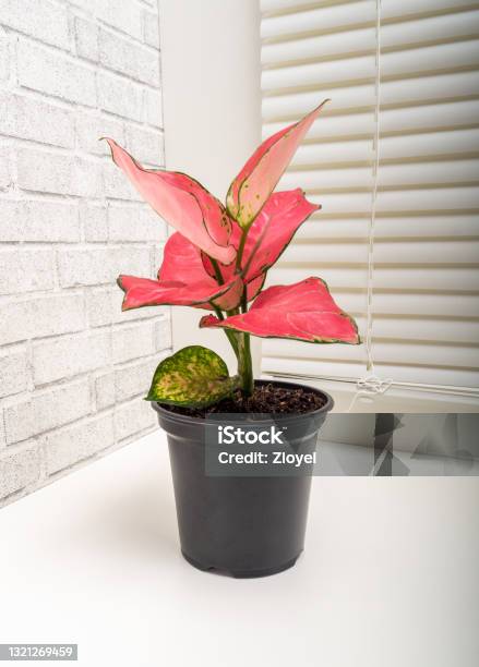 Aglaonema Modestum Schott Or Lily Of China Stock Photo - Download Image Now - Aglaonema, Chinese Evergreen, Red