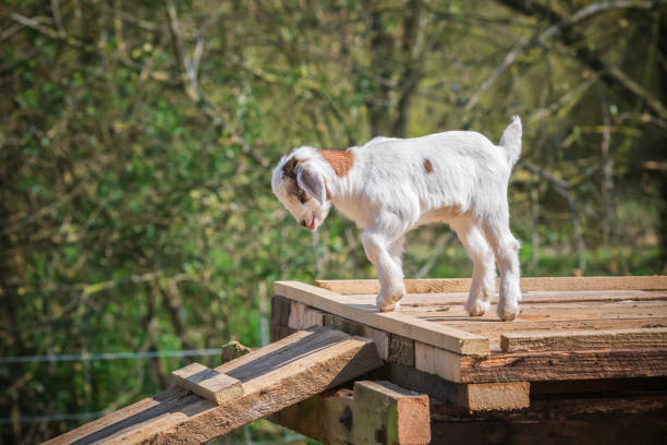 A playful goat kid jumping around at a farm A playful goat kid jumping around at a English dairy farm goat pen stock pictures, royalty-free photos & images