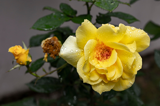 Yellow wild rose, macro