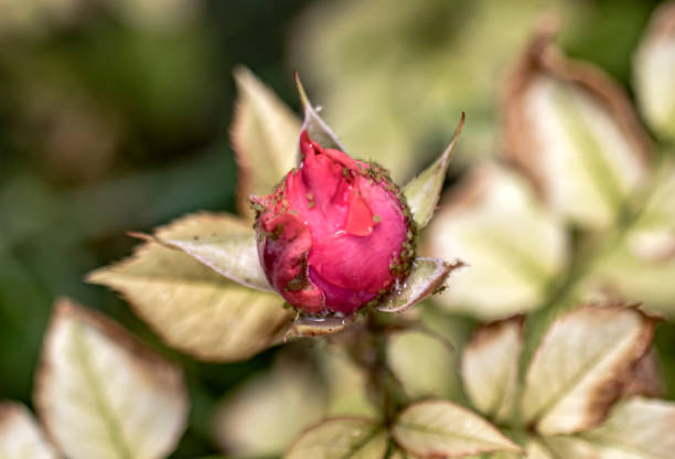 infested rosebud, agricultural, plant diseases..