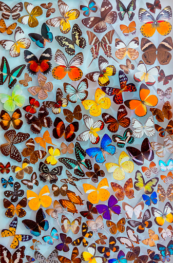 Amazing Beauty of a Different Butterflies Isolated on White Background. Lepidopterology and Entomology.