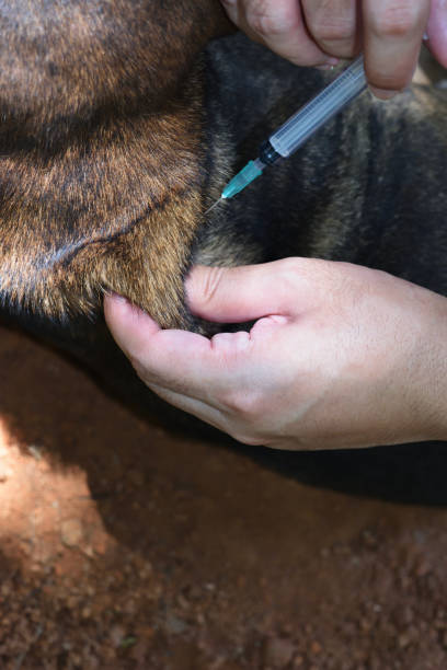 istock The dog was vaccinated by a syringe inserted under the skin 1321272647