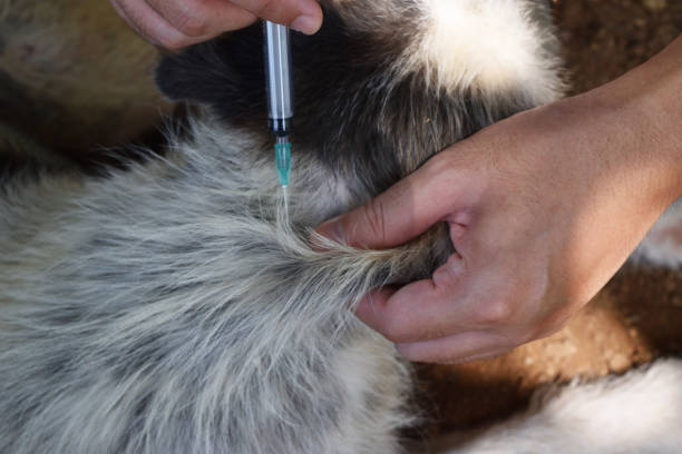 The dog was vaccinated by a syringe inserted under the skin