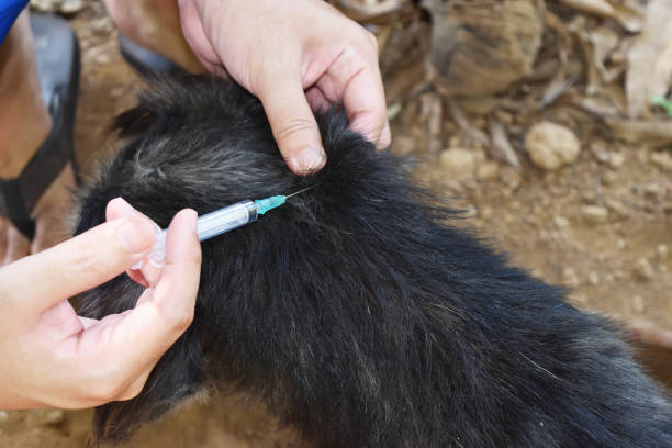 istock The dog was vaccinated by a syringe inserted under the skin 1321272662