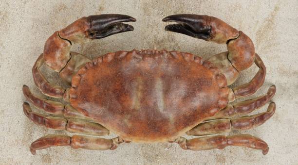 istock Realistic 3D Render of Edible Crab 1321272973