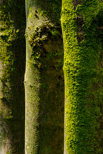 Close up image of green moss growing on bark of trees.