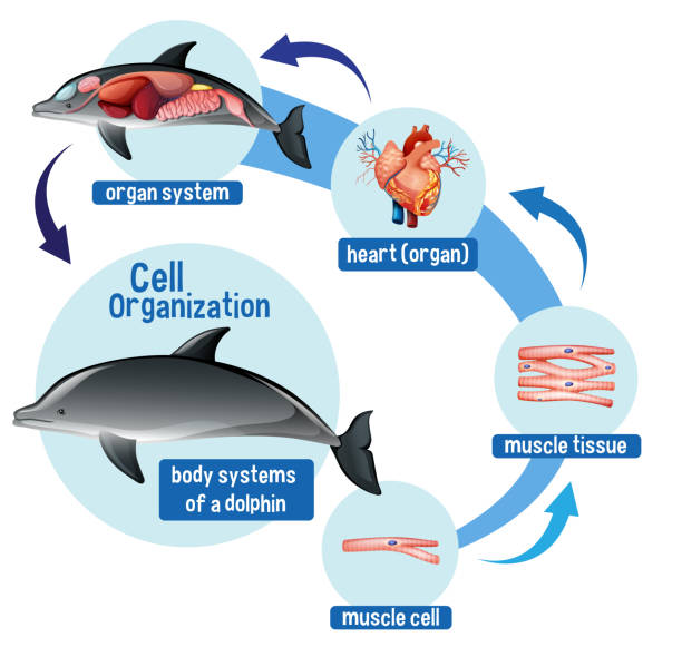 Bottlenose Dolphin Food Chain Biology Diagrams