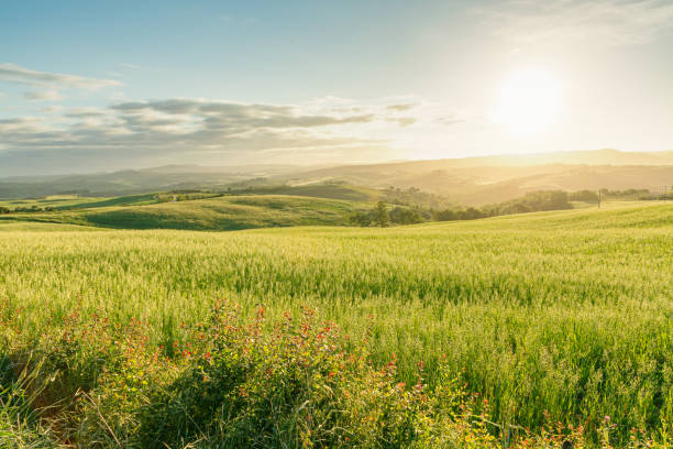 istock Dawn on the hills of the Val d'Orcia 1321276125