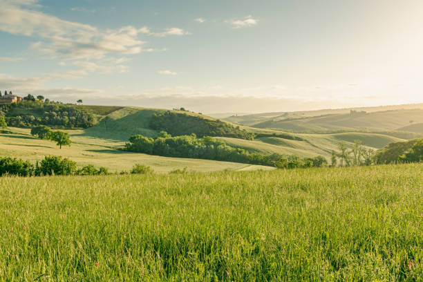 Dawn on the hills of the Val d'Orcia Beautiful view of the spring landscape in Tuscany, Italy. meadow stock pictures, royalty-free photos & images