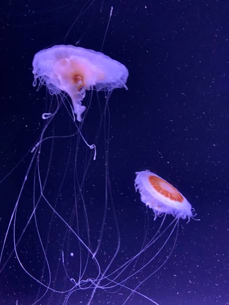 atolla jellyfish. - moon jellyfish jellyfish sea sea life imagens e fotografias de stock
