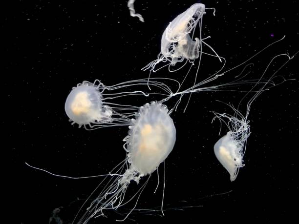istock Beautiful Moon Jellyfish in the open ocean. 1321278679