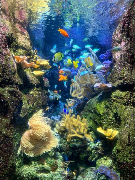 brillantes peces tropicales y corales. - imperial angelfish fotografías e imágenes de stock