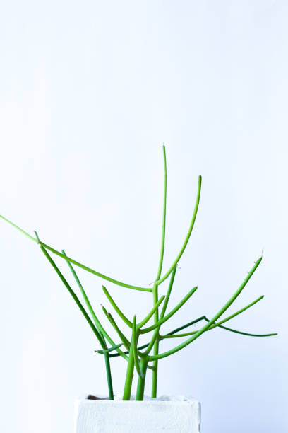 Pencil Cactus Stock Photos, Pictures & Royalty-Free Images - iStock Pencil Cactus Stock Photos, Pictures & Royalty-Free Images - iStock