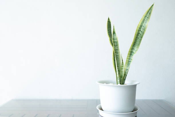 istock Snake plant in a white pot, on a white background 1321280210