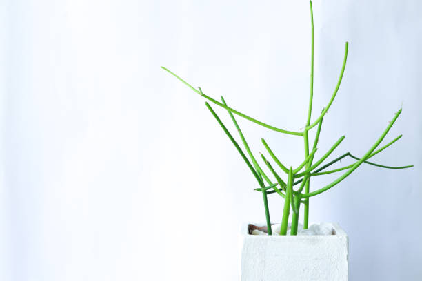 Pencil Cactus Stock Photos, Pictures & Royalty-Free Images - iStock Pencil Cactus Stock Photos, Pictures & Royalty-Free Images - iStock