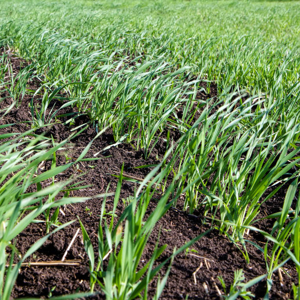 istock Young shoots of wheat in the field. 1321280911