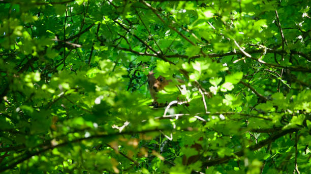 Eurasian red squirrel hiding behind tree leaves Close-up of a Eurasian red squirrel hiding in a tree and looking through leaves hiding eurasian red squirrel (sciurus vulgaris) stock pictures, royalty-free photos & images