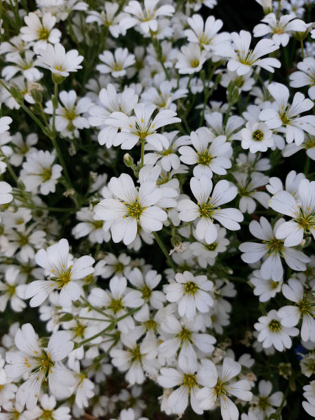 istock A lot of blooming beautiful white flowers. 1321282019