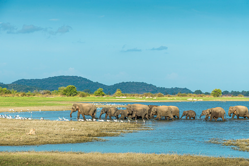 Asian elephant, elephas maximus maximus.  Sri Lanka near a lake.