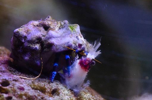 Blue-striped hermit crabs eat Banded Coral Shrimp in reef aquarium