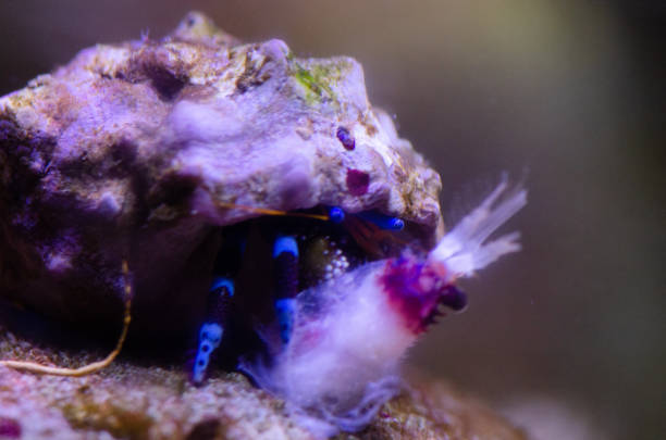 istock Blue-striped hermit crabs eat Banded Coral Shrimp 1321283485