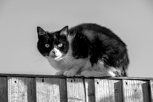 A domestic black and white cat on a garden fence in England.