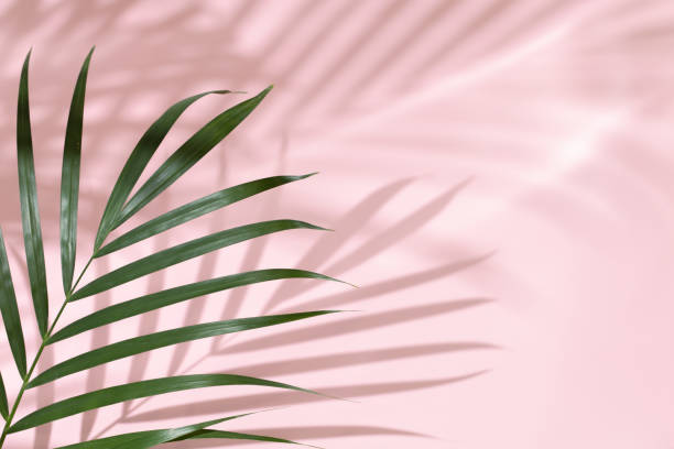 istock Palm leaves on a pink background or surface with shadow and sunlight. Stylish banner 1321286253