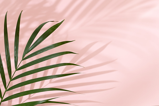 Palm leaves on a pink background or surface with shadow and sunlight. Stylish banner