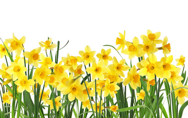 istock Many beautiful yellow daffodils on white background 1321286384