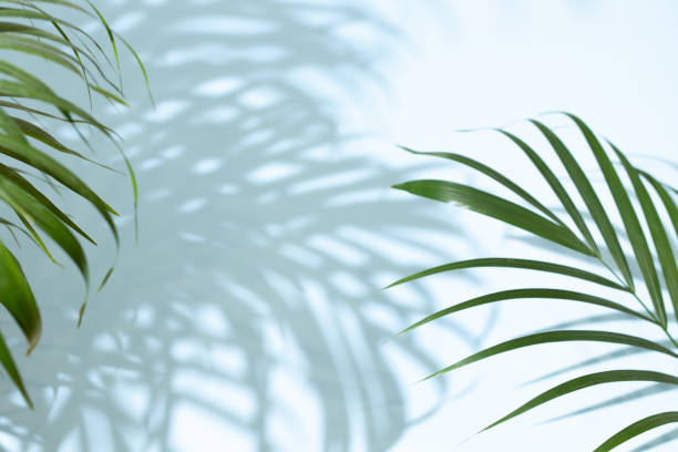 istock Palm leaves on a blue background or surface with shadow and sunlight. Stylish banner 1321286423
