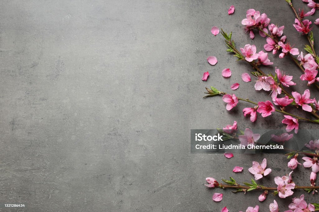 Beautiful sakura tree blossoms on grey background, flat lay. Space for text Cherry Blossom Stock Photo