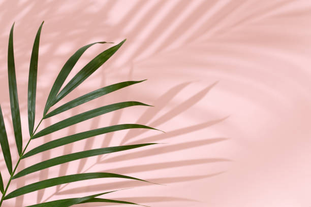 istock Palm leaves on a pink background or surface with shadow and sunlight. Stylish banner 1321286509
