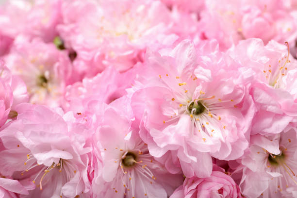 istock Beautiful sakura tree blossoms as background, closeup 1321286511