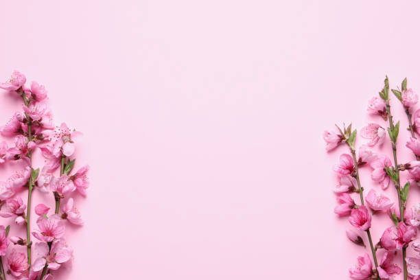 istock Beautiful sakura tree blossoms on pink background, flat lay. Space for text 1321286909