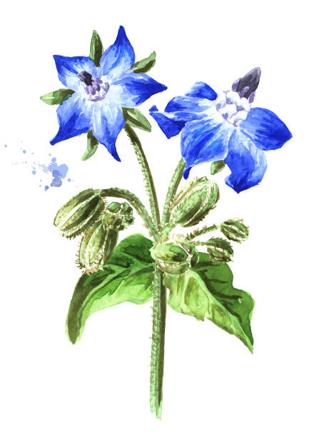 ilustraciones, imágenes clip art, dibujos animados e iconos de stock de planta de borrajada (borago officinalis) con flores y cogollos. ilustración dibujada a mano en acuarela, aislada sobre fondo blanco - borage