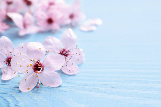istock Beautiful sakura tree blossoms on light blue wooden background, closeup. Space for text 1321287010
