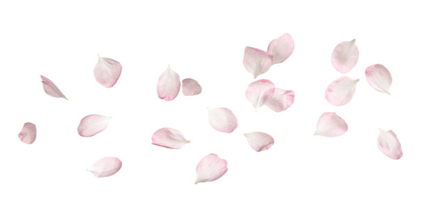 白い背景に美しい桜の花びら - 桜 花びら ストックフォトと画像