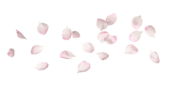 Beautiful sakura flower petals on white background